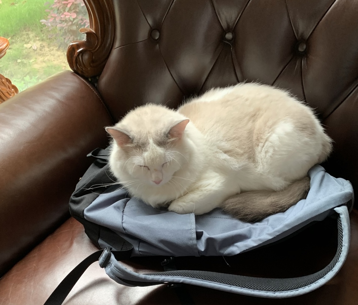 Mimi the Cat